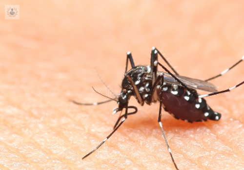 picaduras-de-insecto-cuales-son-las-causas-y-como-atenderlas-p3 imagen de artículo