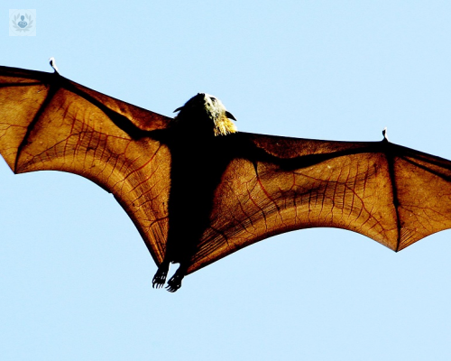 Coronavirus: ¿por qué se relaciona con los murciélagos?