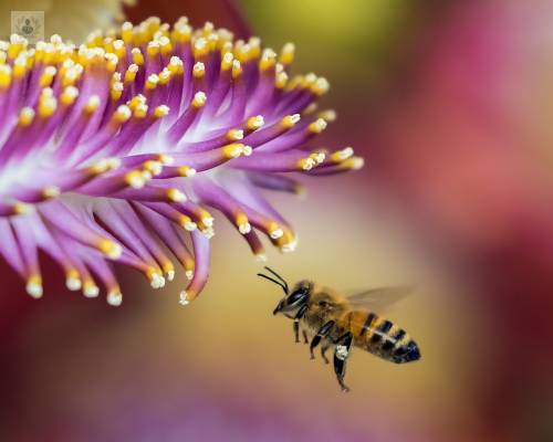 ¿Qué pasa si me pica una abeja en el ojo?