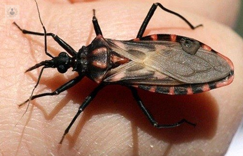 Enfermedad de Chagas afecta a más de 100 mil personas