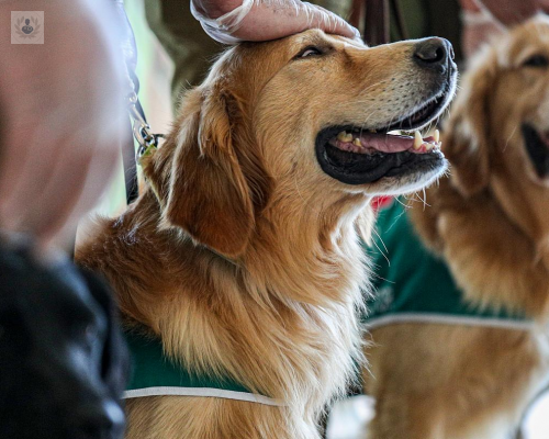 Caninos capaces de detectar el COVID-19 con efectividad del 97%