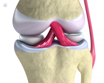 Anatomía de la rodilla humana. (Fuente