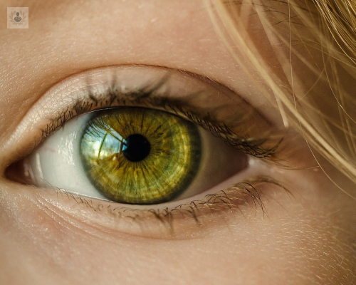 Anatomía y Función del ojo	