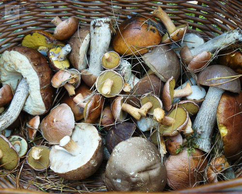hongos-y-salud imagen de artículo