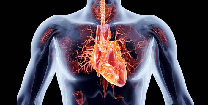 ocho-habitos-esenciales-para-cuidar-la-salud-cardiovascular imagen de artículo