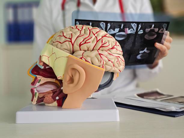 tumores-de-la-base-del-craneo-un-desafio-anatomico-y-clinico imagen de artículo