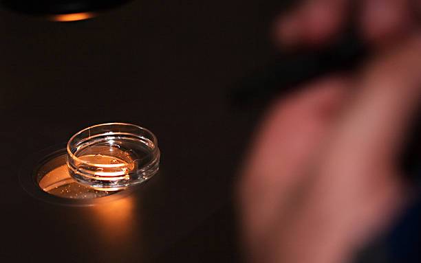 donacion-de-ovulos-una-esperanza-para-lograr-el-embarazo imagen de artículo