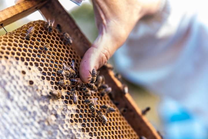 apiterapia-que-es-para-que-se-utiliza-tratamiento-toxinas-abejas imagen de artículo
