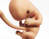 Nuevo sistema para estudiar la evolución de los Embriones
