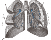 pruebas-de-la-funcion-pulmonar imagen de artículo