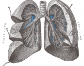 Pruebas de la función pulmonar