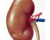el-procedimiento-convencional-del-trasplante-renal imagen de artículo