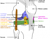 operacion-del-ligamento-cruzado-anterior imagen de artículo