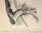 en-que-consiste-la-cirugia-del-oido-medio imagen de artículo