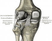 como-tratar-una-lesion-de-meniscos imagen de artículo