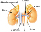 glandula-suprarrenal-enfermedades-que-puede-presentar-y-cirugia imagen de artículo