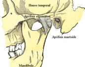 implantes-osteointegrados-en-otologia-como-funcionan imagen de artículo
