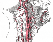 Arterias Carótidas: ¿cuándo se operan y en qué consiste la cirugía?