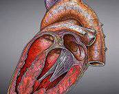 conoce-la-salud-de-tu-corazon-a-partir-de-la-imagen-cardiaca imagen de artículo