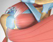 Artroscopia de Hombro: aplicaciones y proceso quirúrgico 