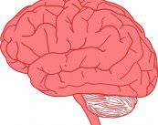 neurocirugia-minimamente-invasiva-por-via-nasal-en-tumores-cerebrales imagen de artículo