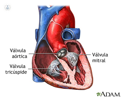 que-es-la-valvula-mitral imagen de artículo